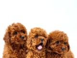 Kivir Kivir Tüy Yapisinda Poodle Yavrularimiz