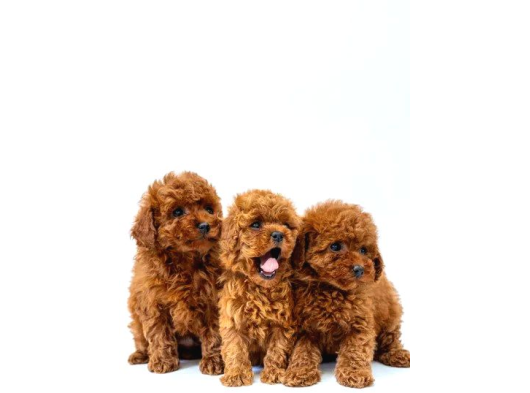 Kivir Kivir Tüy Yapisinda Poodle Yavrularimiz görsel