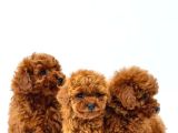 Kivir Kivir Tüy Yapisinda Poodle Yavrularimiz