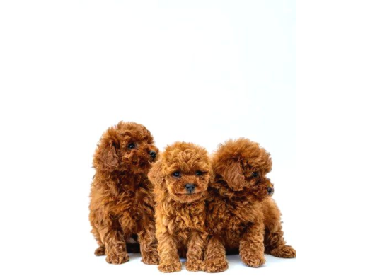 Kivir Kivir Tüy Yapisinda Poodle Yavrularimiz görsel
