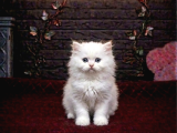 Safkan Garanti̇li̇ Bri̇ti̇sh Shorthai̇r Yavrulari
