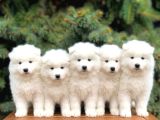 SAFKAN SAMOYED YAVRULARI