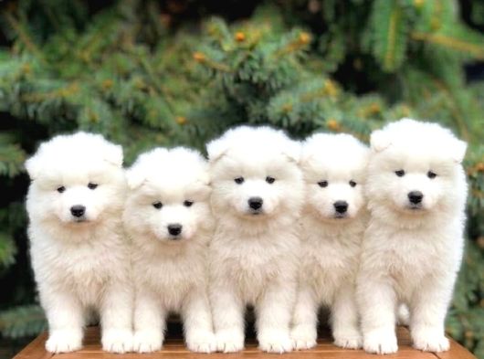 Safkan Samoyed Yavrulari