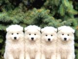 SAFKAN SAMOYED İLANLARI