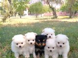 SAFKAN TEACUP POMERİAN SPİTZ YAVRULARI