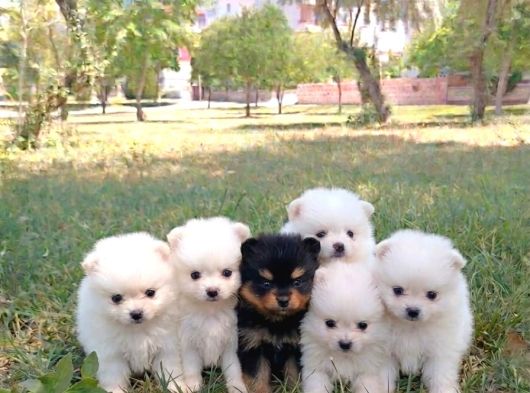 Safkan Teacup Pomeri̇an Spi̇tz Yavrulari