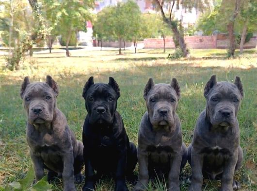 Safkan Cane Corso Yavrulari