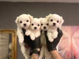 SAFKAN MALTESE TERRİER YAVRULARI