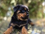 A Kalite Koca Kafa Rotwailler Son 2 Yavru