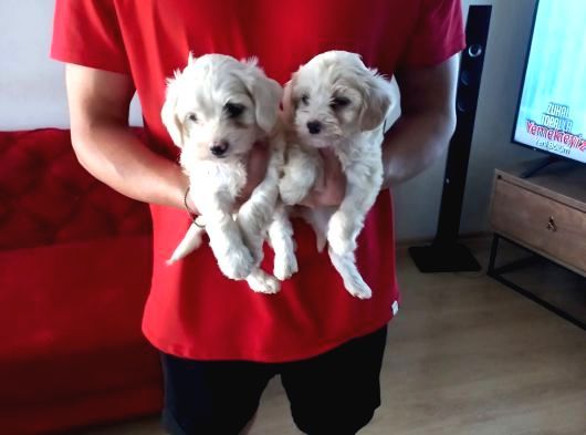 Ev Doğumu Maltipoo Yavrularımız görsel