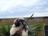 Ayıcık Surat Shih Tzu Bebekler