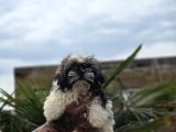 Ayıcık Surat Shih Tzu Bebekler