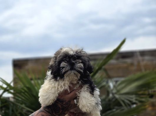 Ayıcık Surat Shih Tzu Bebekler görsel