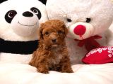 TOY POODLE SEVİMLİ YAVRULAR EV ÜRETİMİ