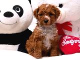 Malti̇poo Ci̇nsi̇ Yavrular Ev Üreti̇mi̇