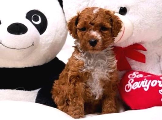 Malti̇poo Ci̇nsi̇ Yavrular Ev Üreti̇mi̇ görsel