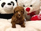 Toy Poodle Sevi̇mli̇ Yavrular Ev Üreti̇mi̇