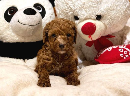 Toy Poodle Sevi̇mli̇ Yavrular Ev Üreti̇mi̇ görsel