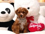 MALTİPOO CİNSİ YAVRULAR EV ÜRETİMİ