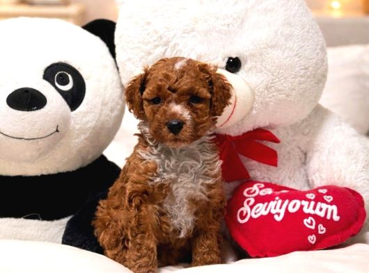 Malti̇poo Ci̇nsi̇ Yavrular Ev Üreti̇mi̇