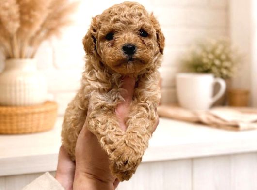 Malti̇poo Ci̇nsi̇ Yavrular Ev Üreti̇mi̇ görsel