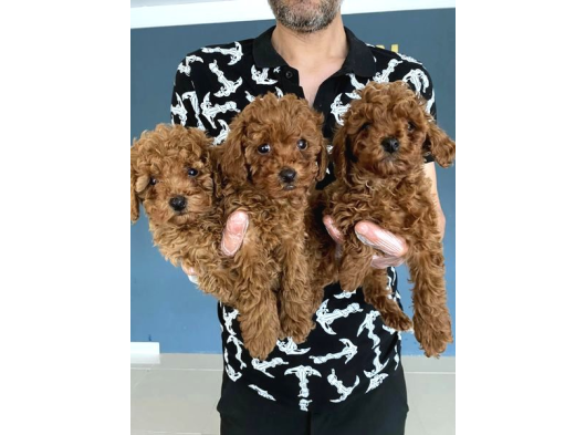 En Güzel Toy Poodle Yavrular Ankara  Magazamizda Canli Görün görsel