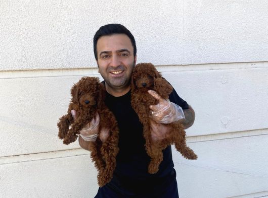 En Güzel Toy Poodle Yavrular Ankara  Magazamizda Canli Görün görsel