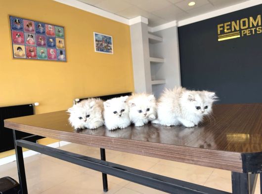 Kedi̇ci̇den Renk Renk British Shorthair Yavrulari Ankara görsel