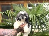 Ayıcık Surat Shih Tzu Bebekler