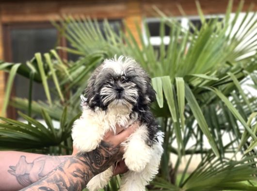 Ayıcık Surat Shih Tzu Bebekler görsel