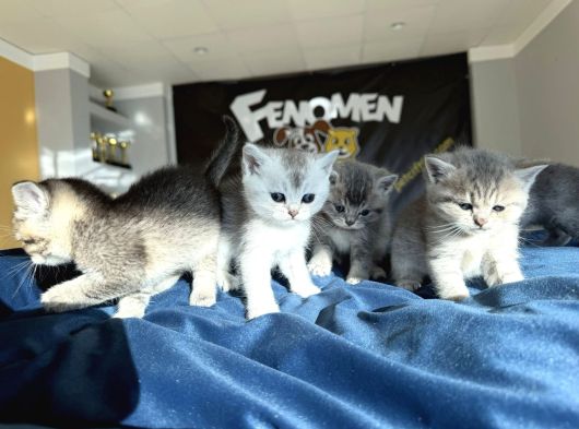 Kedi̇ci̇den Renk Renk British Shorthair Yavrulari Ankara görsel