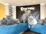 Kedi̇ci̇den Renk Renk British Shorthair Yavrulari Ankara