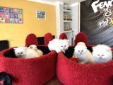 KEDİCİDEN RENK RENK BRITISH SHORTHAIR YAVRULARI ANKARA