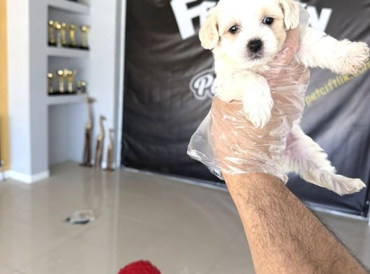 Bi̇ri̇nci̇ Sinif Malti̇po Yavrulr Ankara Mağazamzda Canli Görün görsel