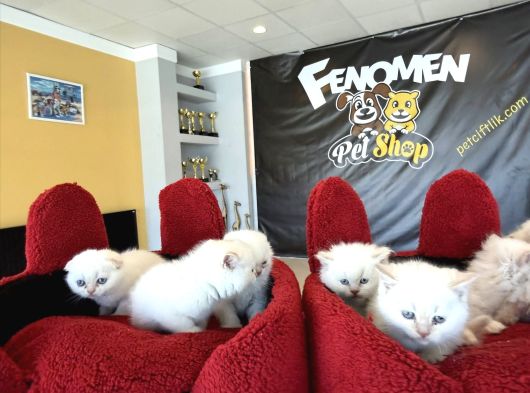 Kedi̇ci̇den Renk Renk British Shorthair Yavrulari Ankara görsel