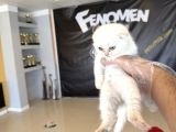 Top Kafa Scottish Fold Yavrulari Fenomen Pet Shop