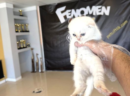 Top Kafa Scottish Fold Yavrulari Fenomen Pet Shop görsel