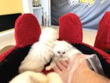 Kedi̇ci̇den Renk Renk British Shorthair Yavrulari Ankara