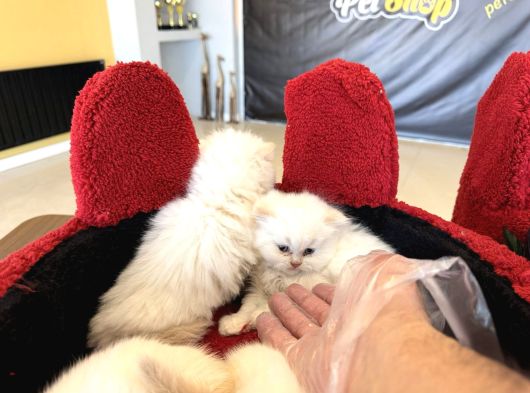 Kedi̇ci̇den Renk Renk British Shorthair Yavrulari Ankara görsel
