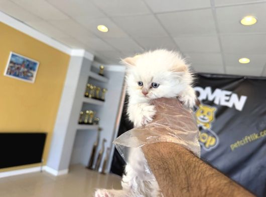 Kedi̇ci̇den Renk Renk British Shorthair Yavrulari Ankara görsel
