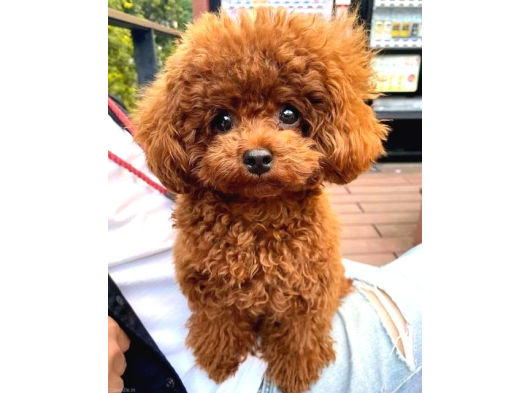 Orjinal Toy Poodle Yavruları