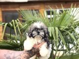 Ayıcık Surat Shih Tzu Bebekler