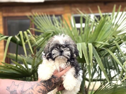 Ayıcık Surat Shih Tzu Bebekler görsel