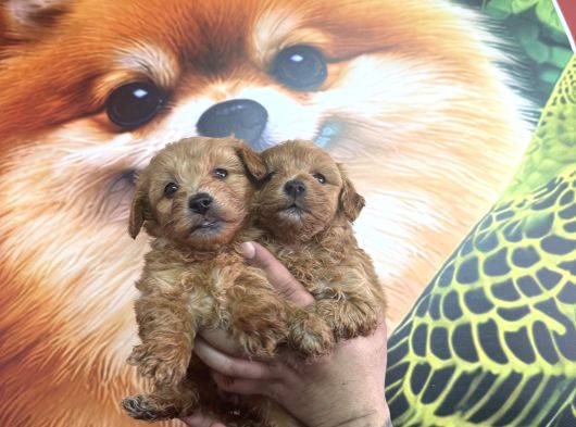 Hipoalerjenik Maltipoo Yavrularımız Yeni Yavsına Hazır görsel