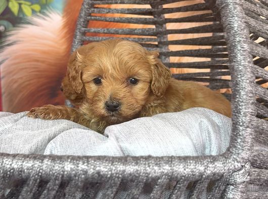Hipoalerjenik Maltipoo Yavrularımız Yeni Yavsına Hazır görsel