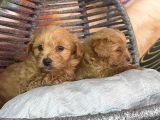 Hipoalerjenik Maltipoo Yavrularımız Yeni Yavsına Hazır