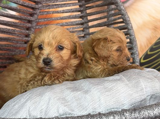 Hipoalerjenik Maltipoo Yavrularımız Yeni Yavsına Hazır görsel