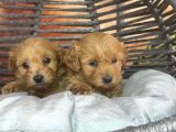 Hipoalerjenik Maltipoo Yavrularımız Yeni Yavsına Hazır