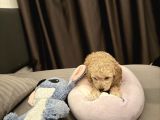 Uygun Aci̇l 2 Aylık Toy Poodle Aşılı Eğitimli Eşyalı