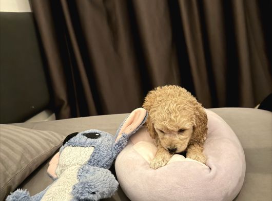 Uygun Aci̇l 2 Aylık Toy Poodle Aşılı Eğitimli Eşyalı görsel